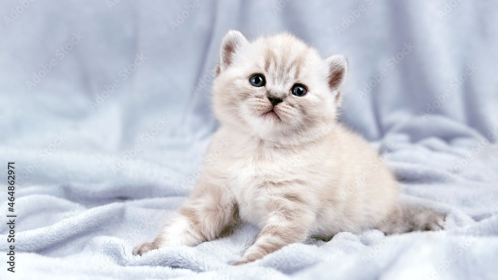 Kitten isolated on a gray plaid background. A month old kitten. Scottish purebred cat.