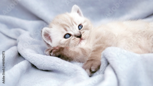 A kitten with blue eyes lies on a blue blanket.