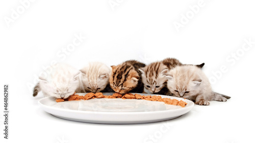 Kittens lick wet cat food from a plate. Kittens eat meat from a plate. The kittens sit in a row and eat meat pate.