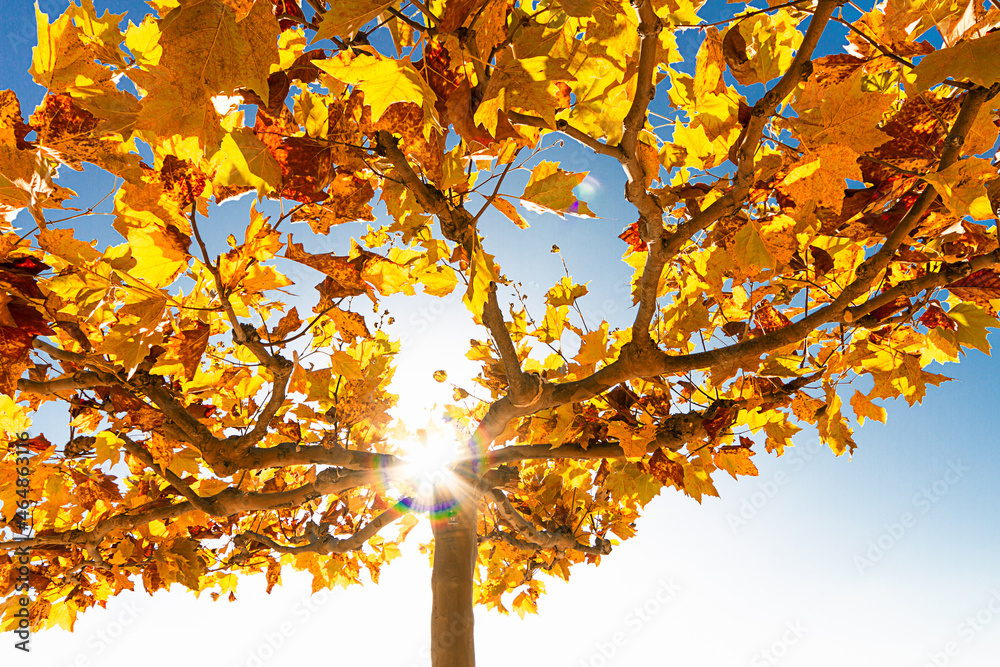Stimmungsvolle Herbstblätter	Blick nach oben