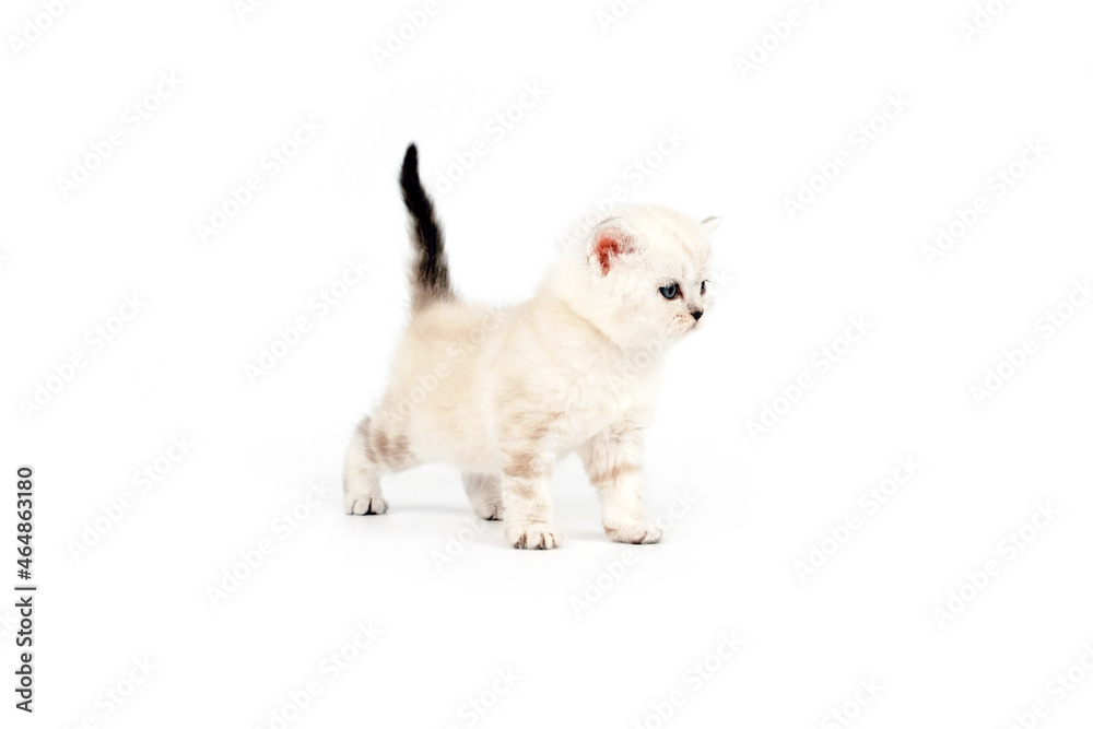 Scottish kitten isolated on white background. The kitten stands with its tail raised up and looks to the side. A month old kitten. Scottish purebred cat. Scottish kitten isolated on white background. The kitten stands with its tail raised up and looks to the side. A month old kitten. Scottish purebred cat.
