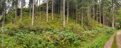Breites Panoramabild  einer Waldlandschaft in der Steiermark , in Österreich © lucky  photographer