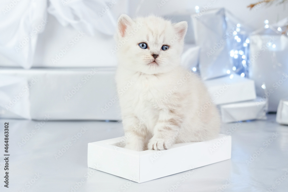 Kitten in festive decorations for Christmas and New Year. Kitten among holiday gift boxes isolated on gray background. White kitten sits in a box among gifts and bows.