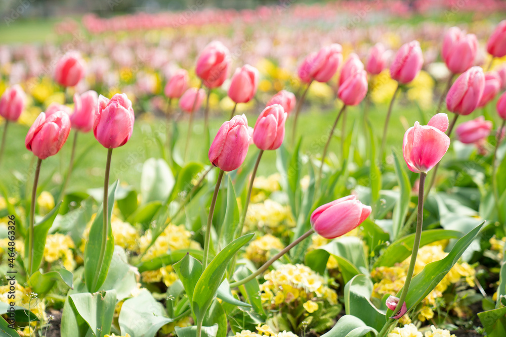 Close up of red tulip field flower in spring at the garden