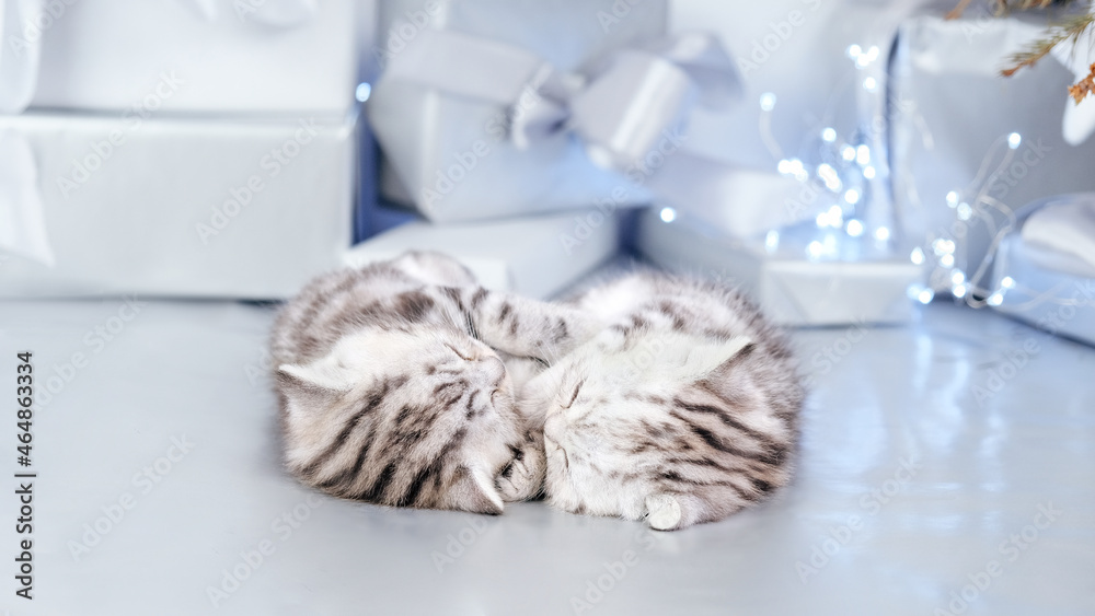 Obraz premium Two kittens sleep side by side among gifts and bows. Kitten in festive decorations of Christmas and New Year. Kitten among holiday gift boxes isolated on gray background.