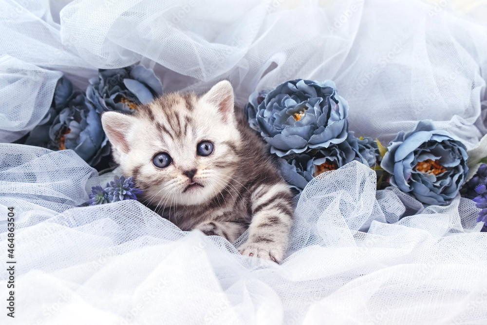 Kitten among blue tulle and blue roses. The kitten is isolated among the flowers. Surprised cute kitten sits isolated among flowers on a blue tulle background. A month old kitten.