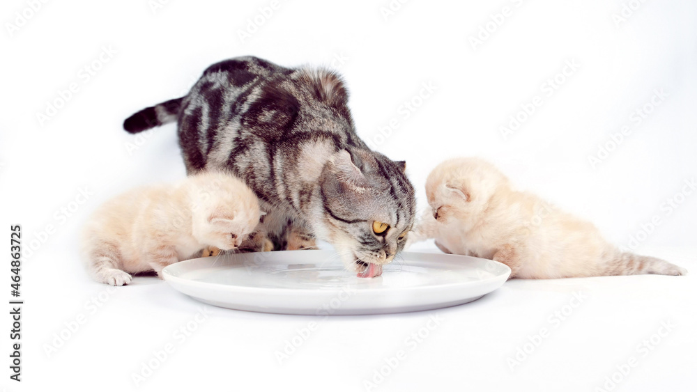 Obraz premium Cat with kittens drink milk from a plate isolated on white background. The cat with kittens are eating. A month old kitten. Scottish purebred cat. The cat teaches kittens to eat.