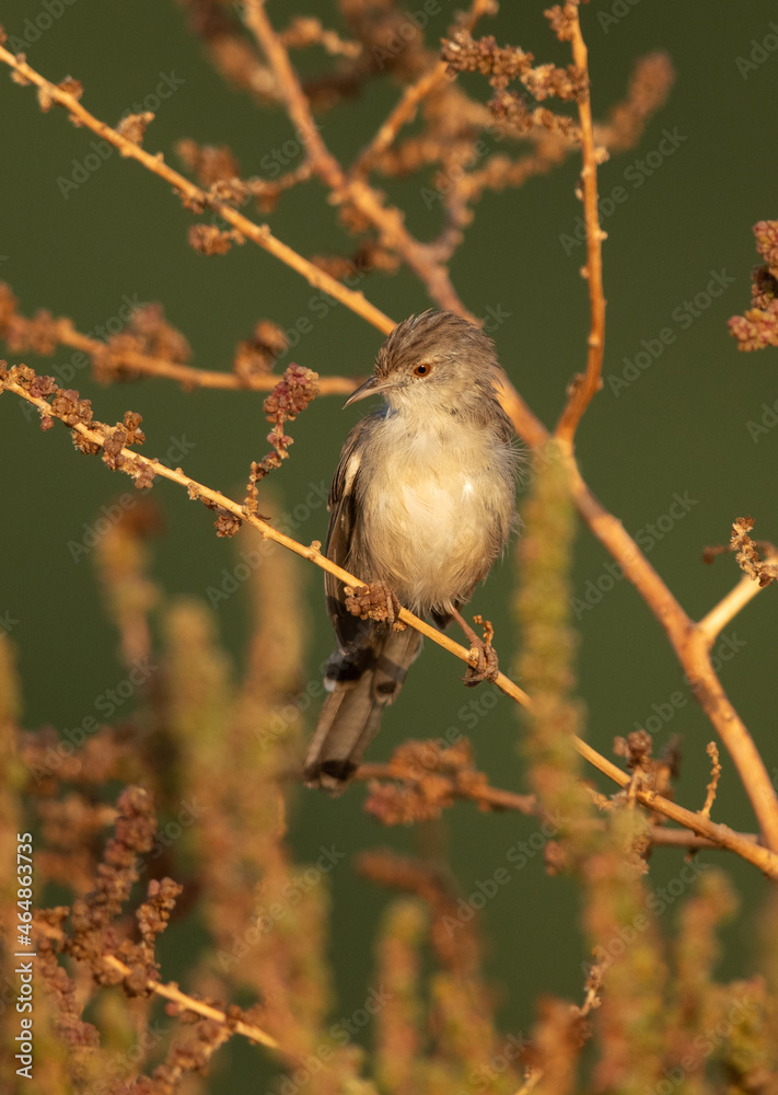 Fototapeta premium Plain Prinia perched on a bush at hamala, Bahrain