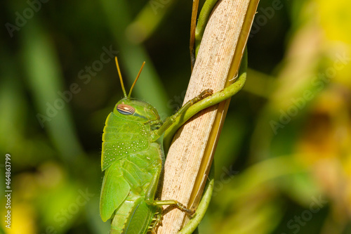Anacridium aegyptium (Egyptian grasshopper), green color perched on the stem camouflaged, selective focus. photo