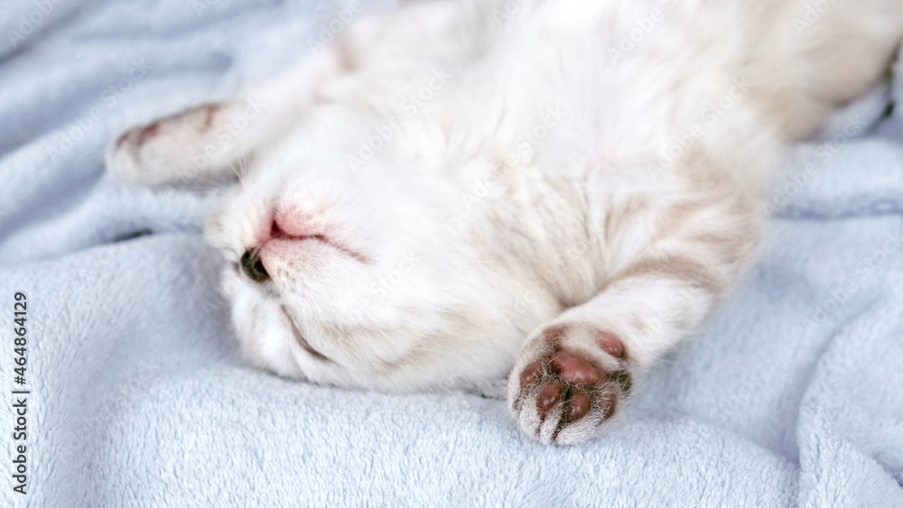 Kitten paws close up. The kitten sleeps upside down. Kitten paws close up. The kitten sleeps upside down.