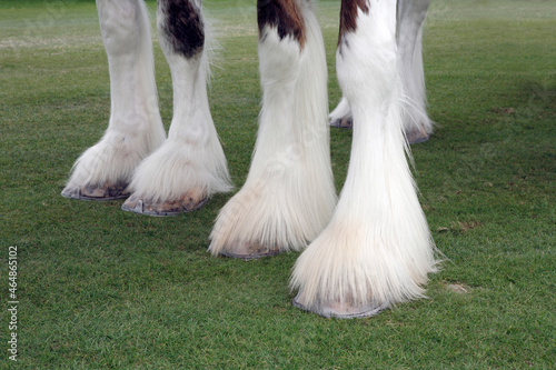 groomed clydesdale hoofs photo