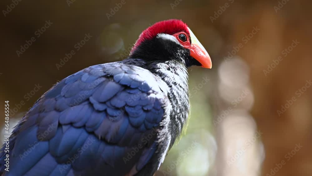 Close up of violet turaco in the wild. Popular exotic specie from africa. High quality 4k footage
