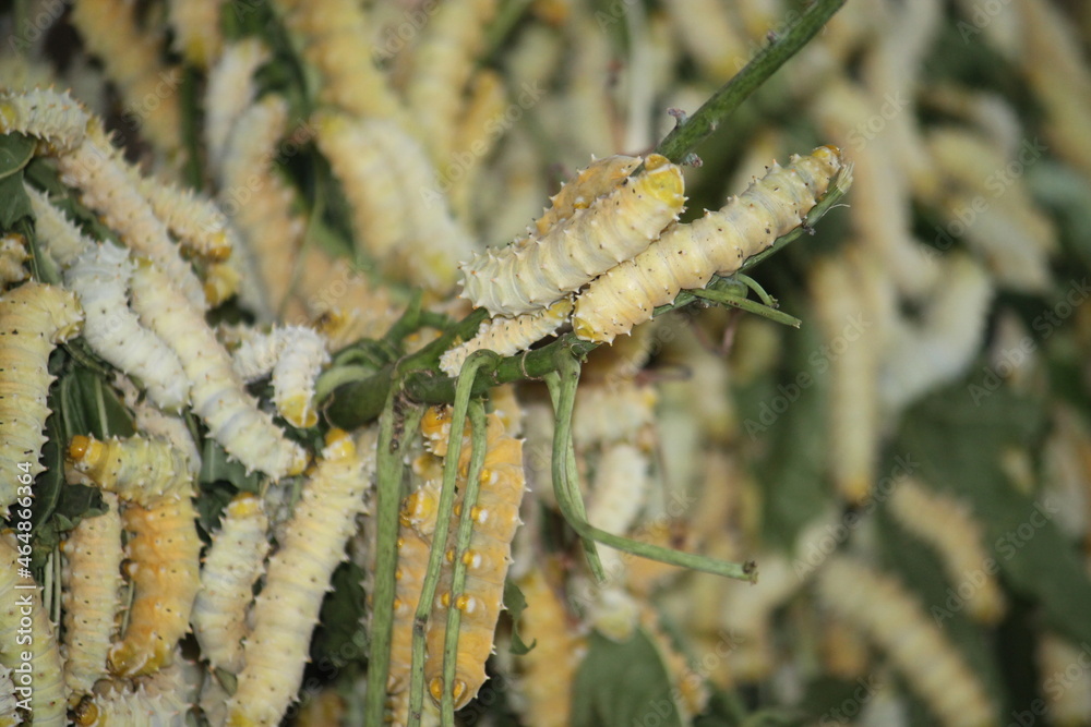 Naklejka premium Silk Worm