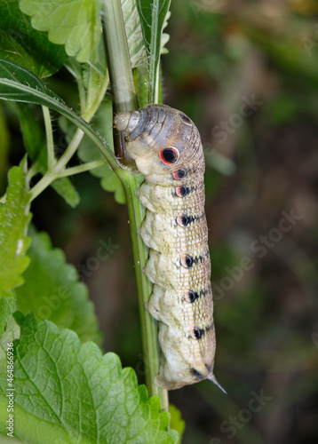 Tersa sphinx moth (Xylophanes tersa) caterpillar, Brazos Bend State Park, Needville, Texas, USA. photo