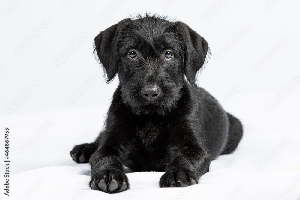 portrait of black cute giant schnauzer puppy posed on a white background portrait of black cute giant schnauzer puppy posed on a white background