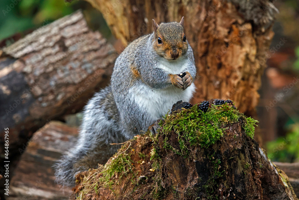 Obraz premium Grey squirrel in the woods eating blackberries