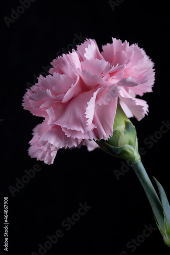 pink carnation
