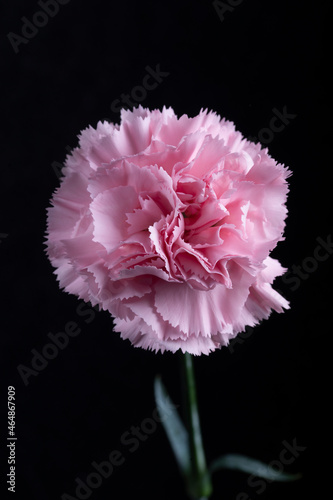 pink carnation
