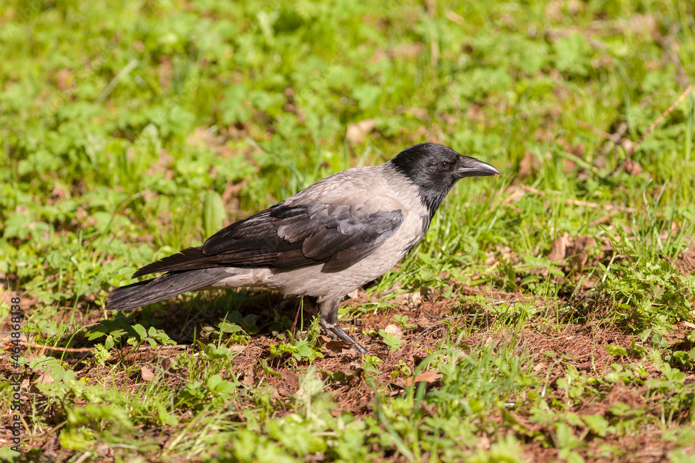 Obraz premium crow on the grass