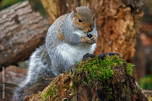 Grey squirrel in the woods eating blackberries