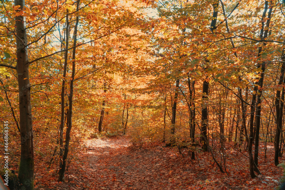 Bestwig Sauerland NRW Germany Autumn Landscape with Trees Bestwig Sauerland NRW Germany Autumn Landscape with Trees