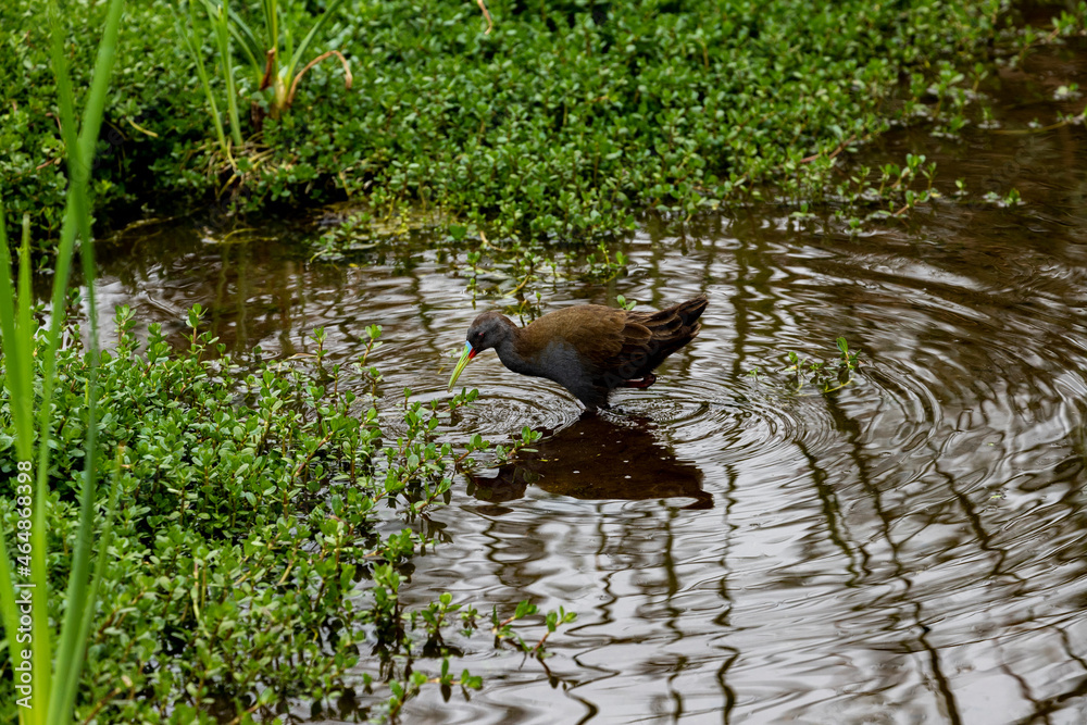 bird with colorful beak fishing in wetlands bird with colorful beak fishing in wetlands