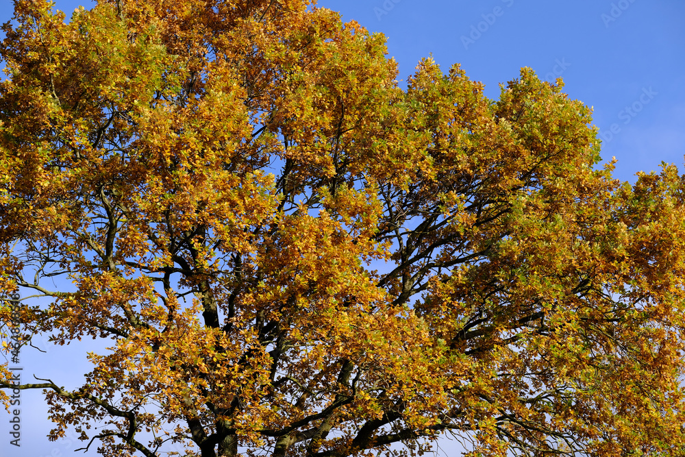Herbstlicht fällt am Nachmittag auf die braunen Blätter einer Eiche