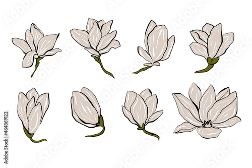 Handrawn magnolia flowers vector illustration
