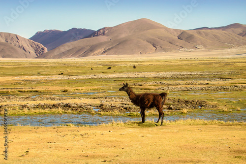 Paysage de montagne et lama  route des mines altiplano cordill  re des Andes
