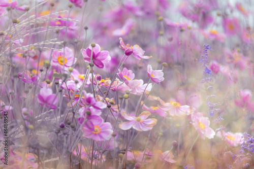 Gentle vintage style - Natural background - Delicate autumn flowers background.