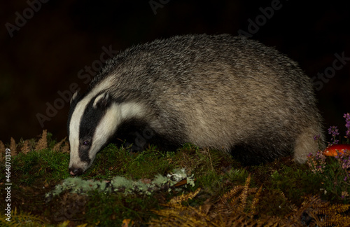 Badger, Scientific name: Meles Meles. Wild, Eurasian badger foraging in Autumn at night with golden bracken fronds, purple heather and Fly Agaric mushroom. Space for copy.