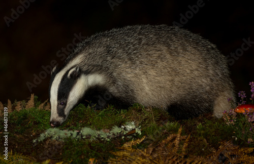 Badger, Scientific name: Meles Meles.  Wild, Eurasian badger foraging in Autumn at night with golden bracken fronds, purple heather and Fly Agaric mushroom. Space for copy. photo