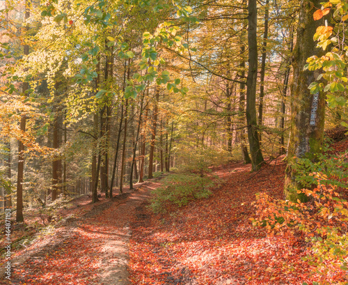 Fototapeta Naklejka Na Ścianę i Meble -  Bestwig Sauerland NRW Germany Autumn Landscape with Trees