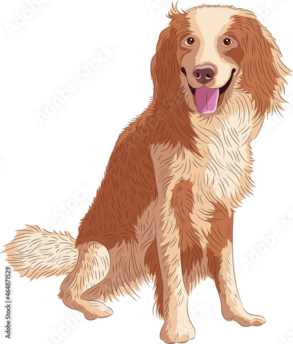 Large ginger dog isolated on white background.