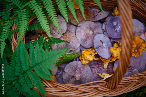 Bright multicolored mushrooms in a wicker basket . photo