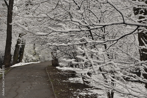 branches covered with snow
