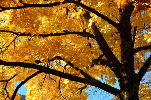 Ein goldener Oktobertag mit leuchtenden Blättern