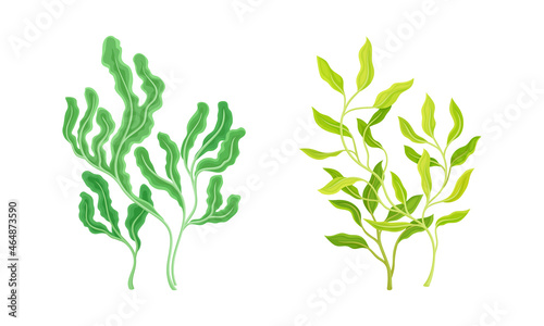 Seaweed and Algae as Aquatic and Marine Plants Growing on Ocean Bottom Vector Set