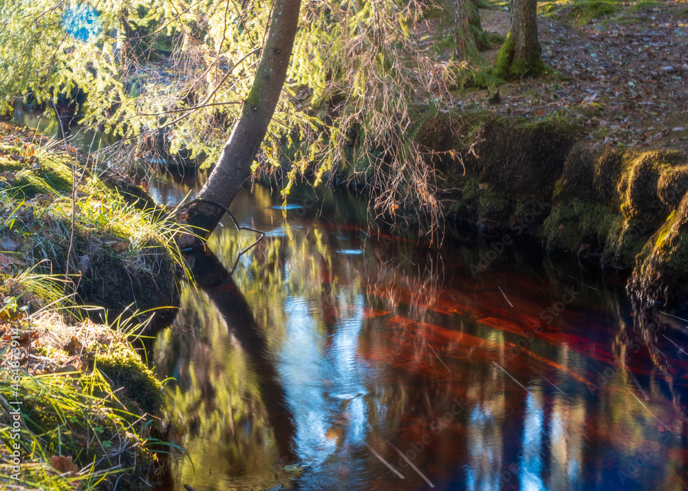 Glowing tree reflecting in calm stream at Gothenburg , Sweden
