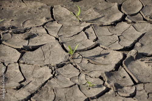 small sprout growing on cracked earth.
