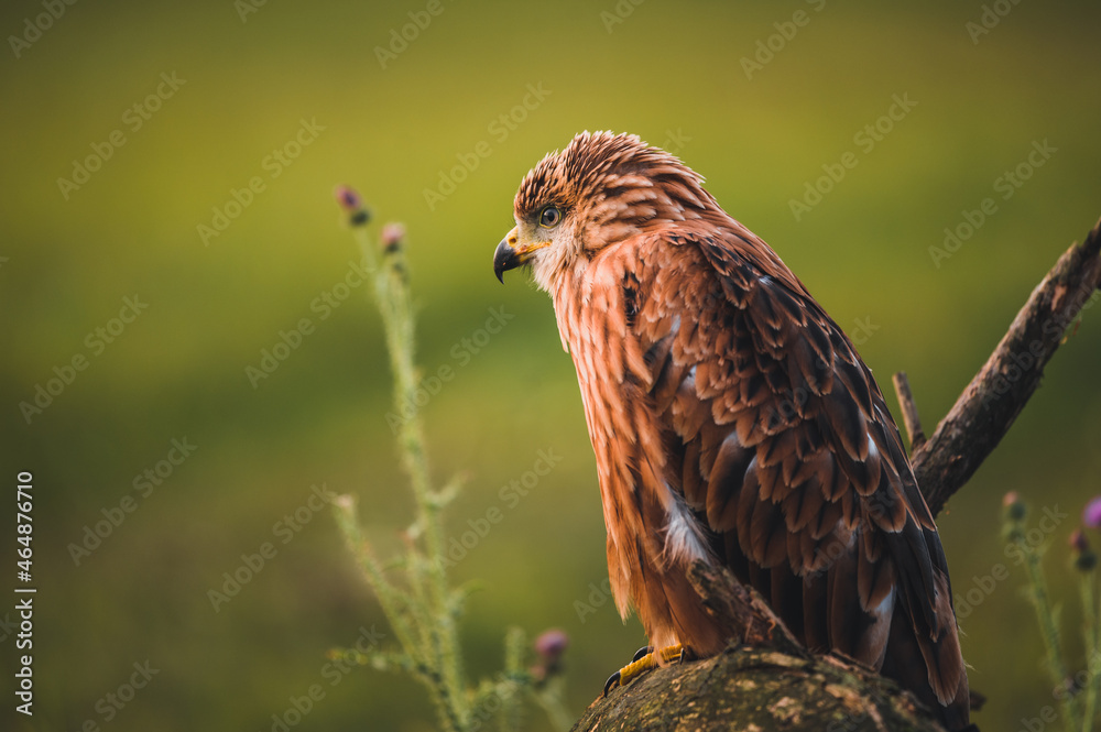 Red kite (Milvus milvus) sitting on dry branch on ground. Red kite portrait in sunny day. Red kite (Milvus milvus) sitting on dry branch on ground. Red kite portrait in sunny day.