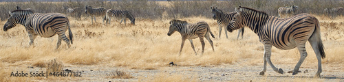 Wildlife banner of Plains zebras in Namibian savanna  Africa.