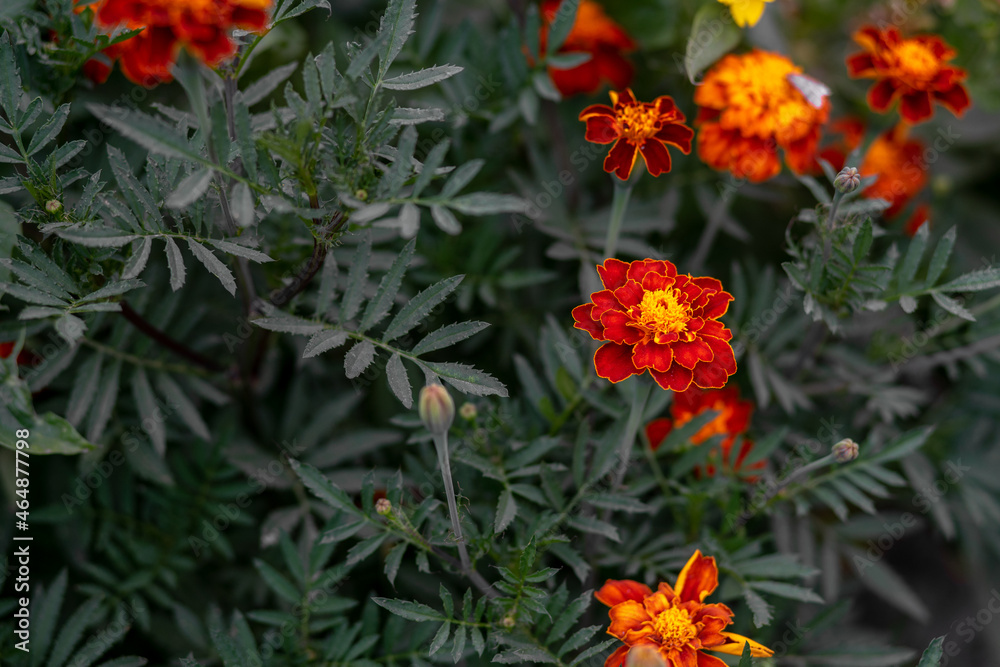 Orange flower of marigold on a background of green leaves. Flowers in the garden.