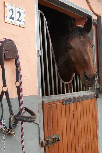 Fototapeta Naklejka Na Ścianę i Meble -  horse in his stable in a riding hall waiting before trotting   