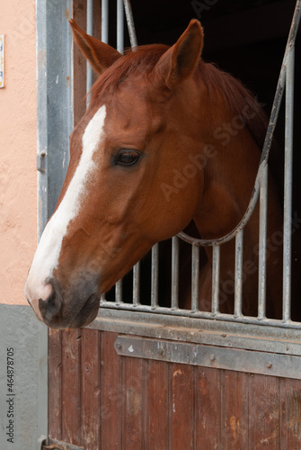 horse in his stable in a riding hall waiting before trotting 