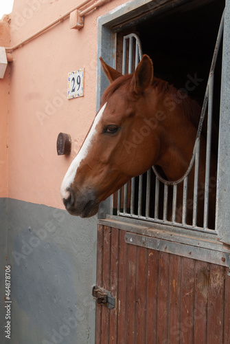horse in his stable in a riding hall waiting before trotting 