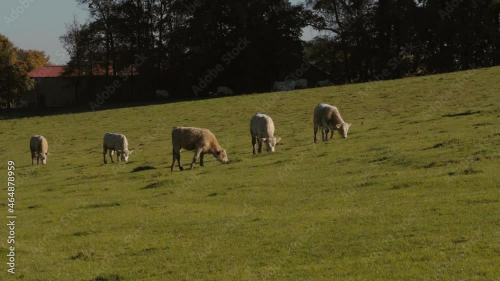Rinder die auf der Viehweide grassen. Rinder die auf der Viehweide grassen.