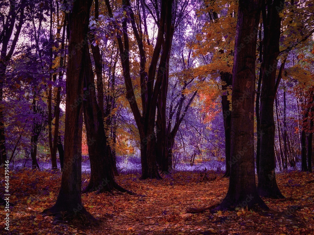 Fototapeta premium Fairy colors in the woods. Magical place. Unreal forest with fog in the morning. Beauty of autumn. 