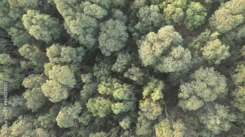 Aerial view of Eucalyptus trees dancing in the wind 