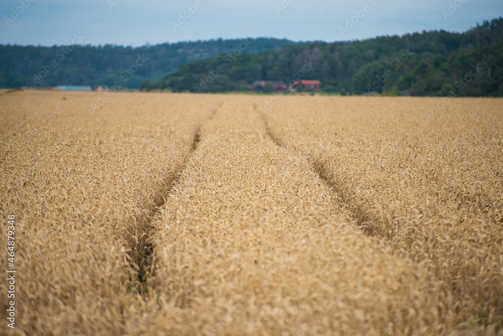 Tractor tracks in a wheat field.